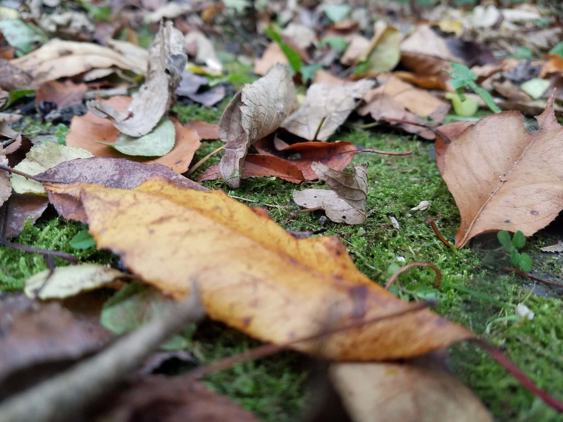 Close-up of fallen autumn leaves in shades of brown, yellow, and orange scattered on green mossy ground in a forest.