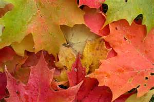 A close-up of colorful autumn leaves, including shades of red, orange, yellow, and green, overlapping each other.
