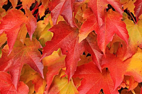 A close-up of vibrant autumn leaves in shades of red, orange, and yellow, overlapping each other and creating a colorful, textured pattern typical of fall foliage.