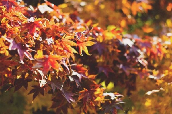 Sunlight shines on a cluster of red, orange, and yellow autumn leaves on tree branches, creating a warm, vibrant, and colorful fall scene.