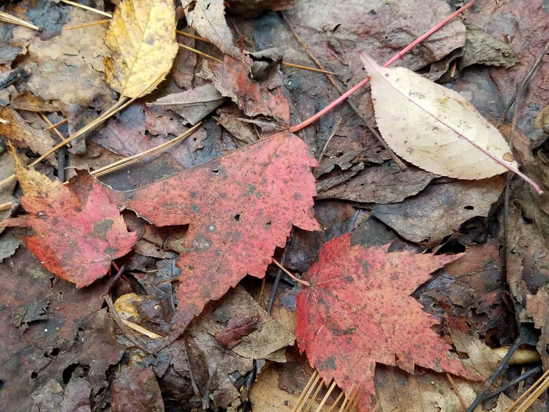 Red, yellow, and tan autumn leaves lie scattered on the ground among dried brown leaves and pine needles. The scene highlights various shapes and colors of fallen foliage.