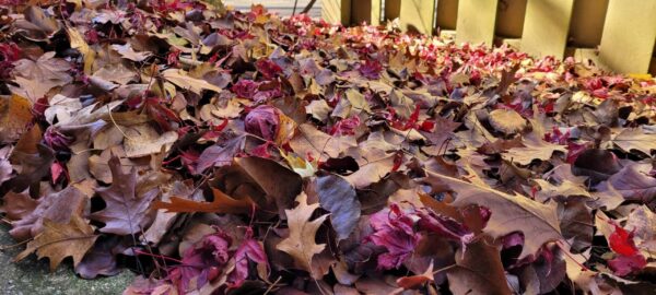 A close-up of a large pile of autumn leaves in various shades of brown, red, and purple, scattered on the ground near a wooden fence.