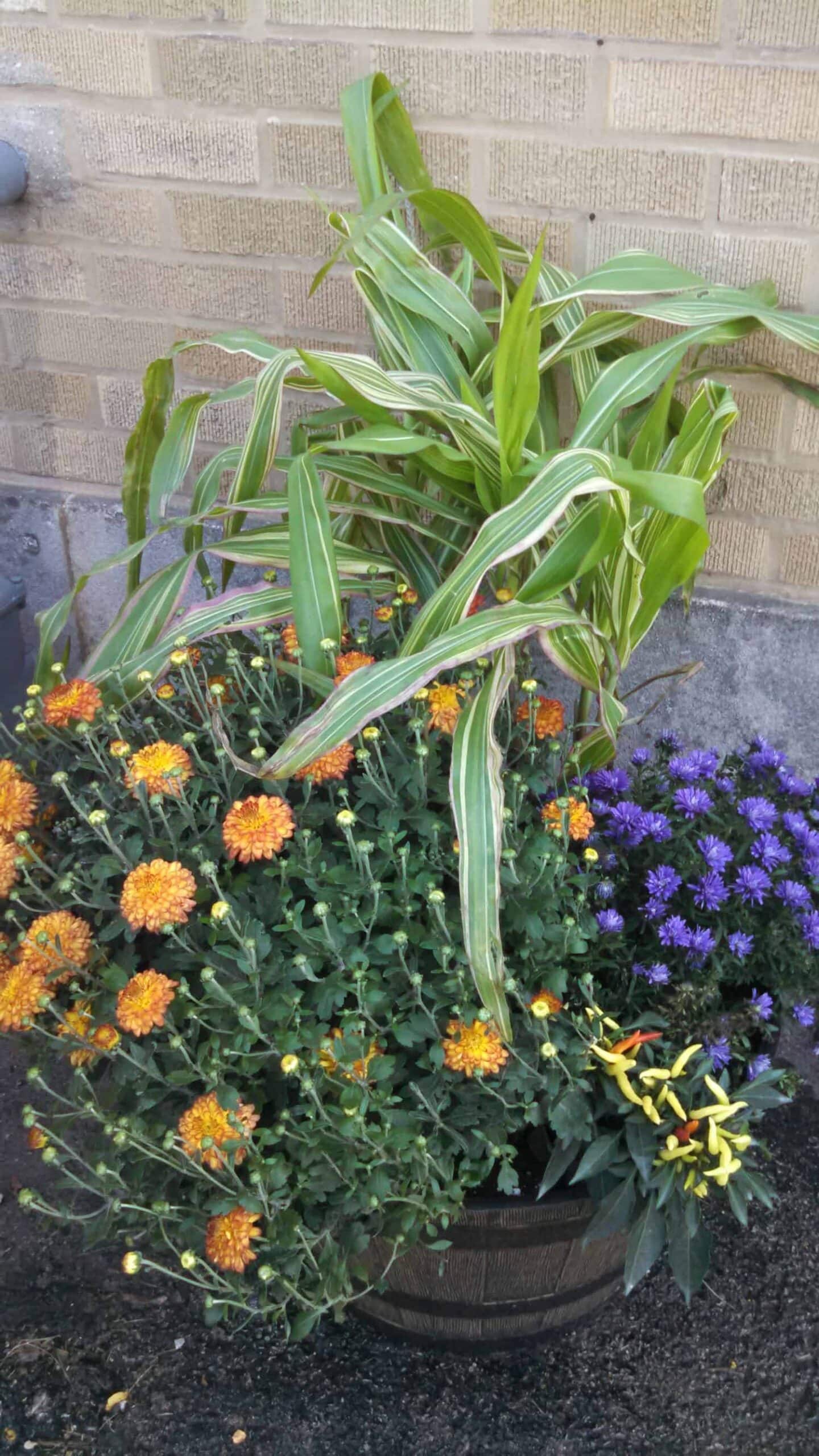 A round planter with yellow and orange chrysanthemums, purple asters, spiky yellow flowers, and tall green striped leaves against a brick wall.