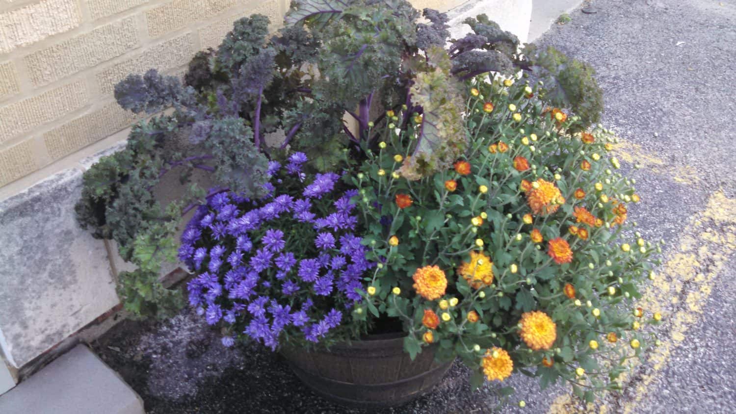 A planter with curly green kale, purple asters, and orange chrysanthemums sits on concrete near a brick wall.
