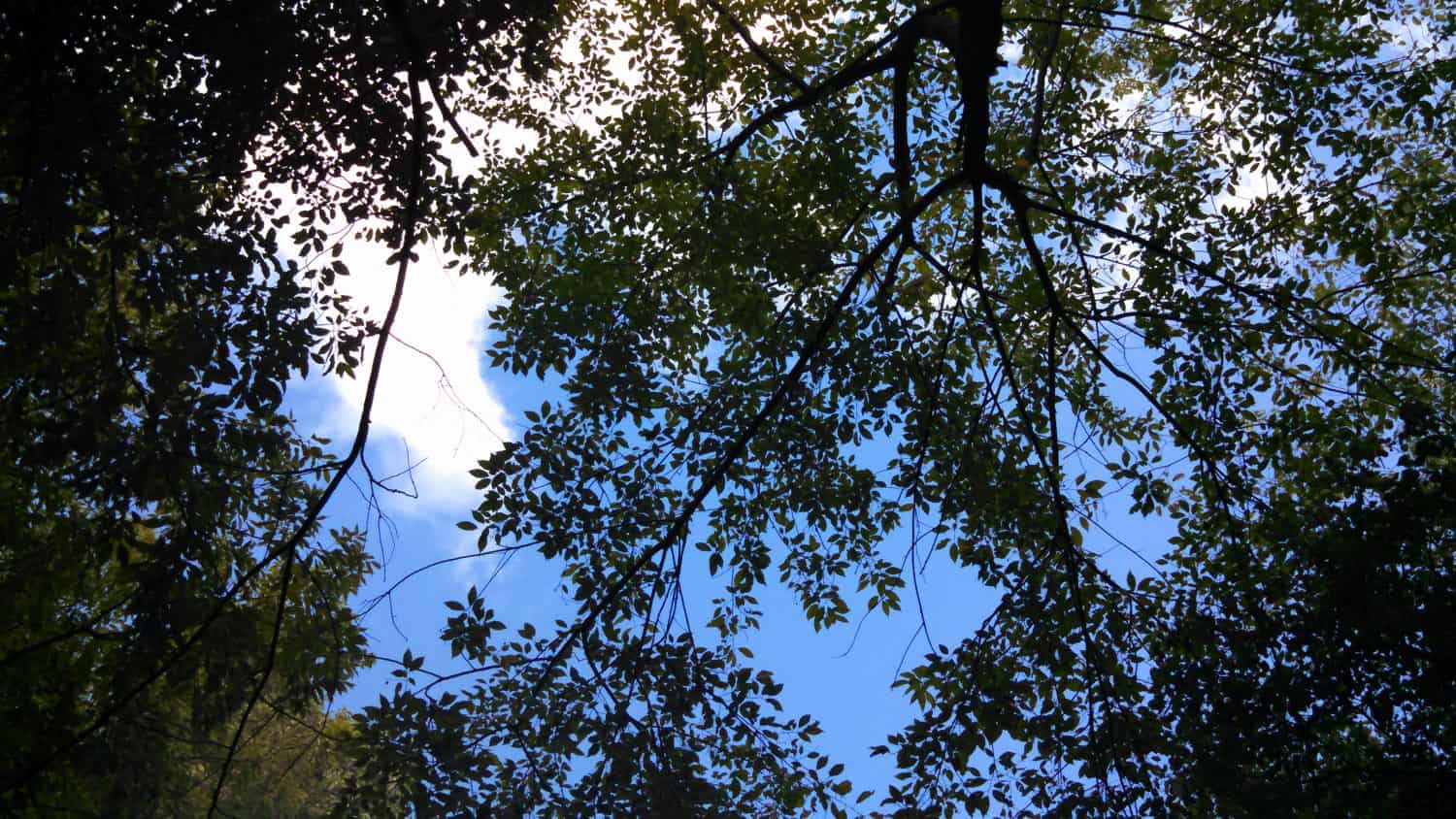 Tree branches and green leaves create a canopy overhead, with patches of blue sky and white clouds visible through the gaps. Sunlight filters through the foliage, casting shadows and light patterns.