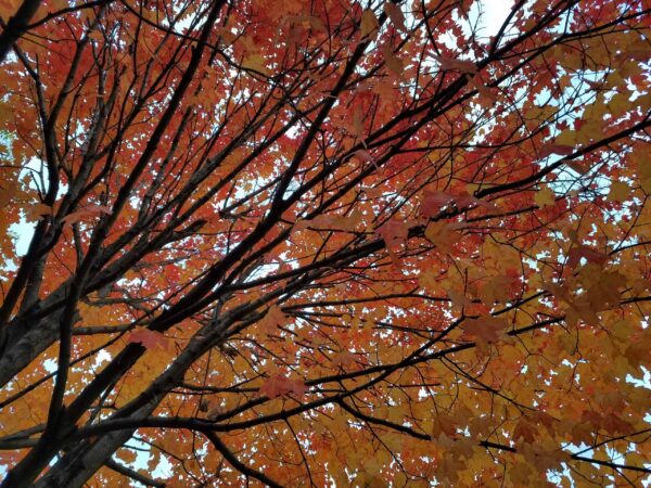 Tree branches filled with vibrant red, orange, and yellow autumn leaves, viewed from below against a partly cloudy sky.