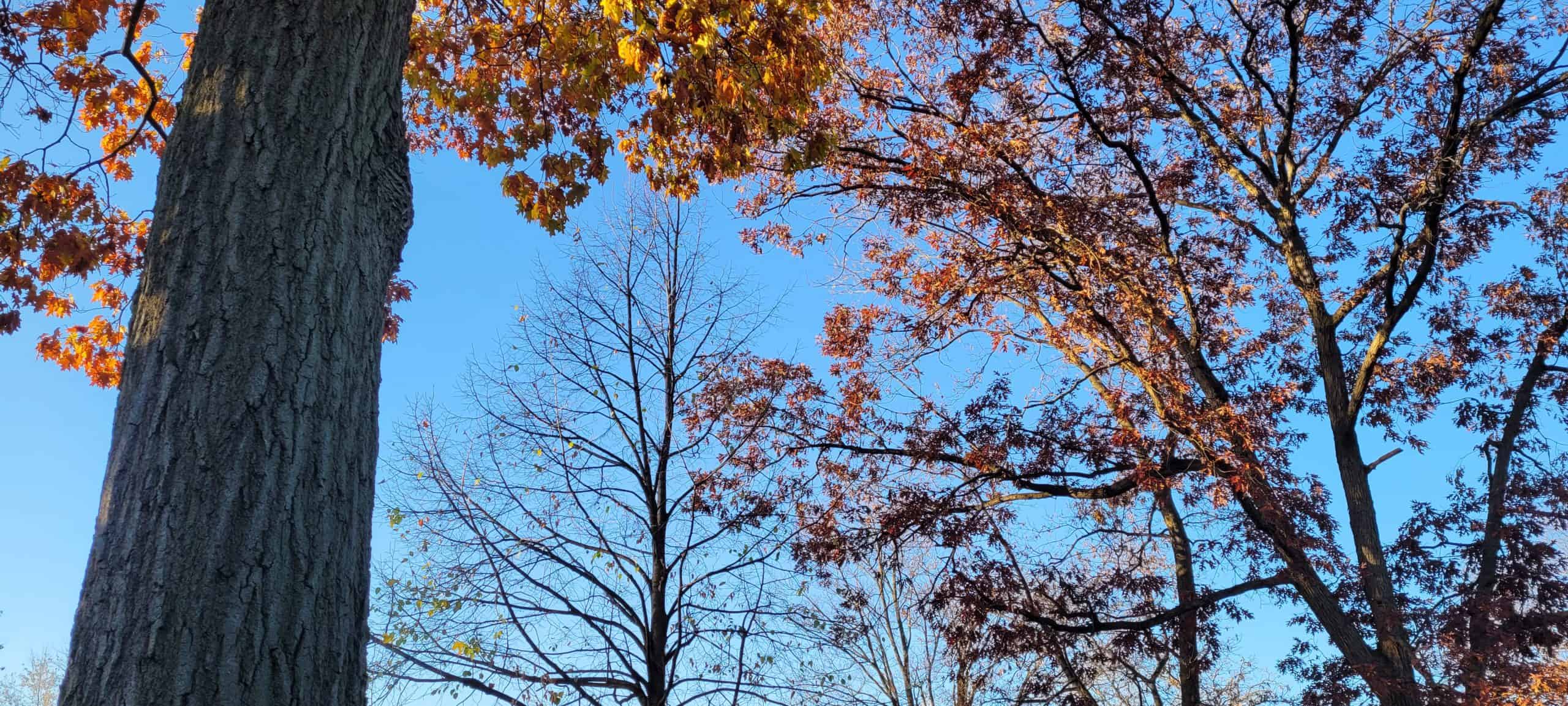 Tall trees with autumn leaves in shades of red and orange surround a leafless tree. A large tree trunk is visible on the left, and the sky is bright blue in the background.