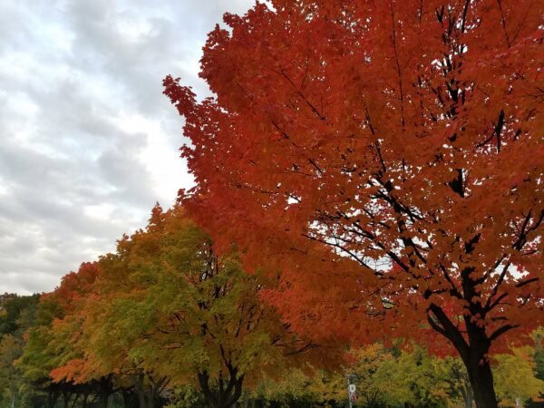 Rows of trees display autumn colors, with leaves ranging from green to vibrant orange and red. The sky is cloudy, creating a soft, diffused light over the colorful scene.