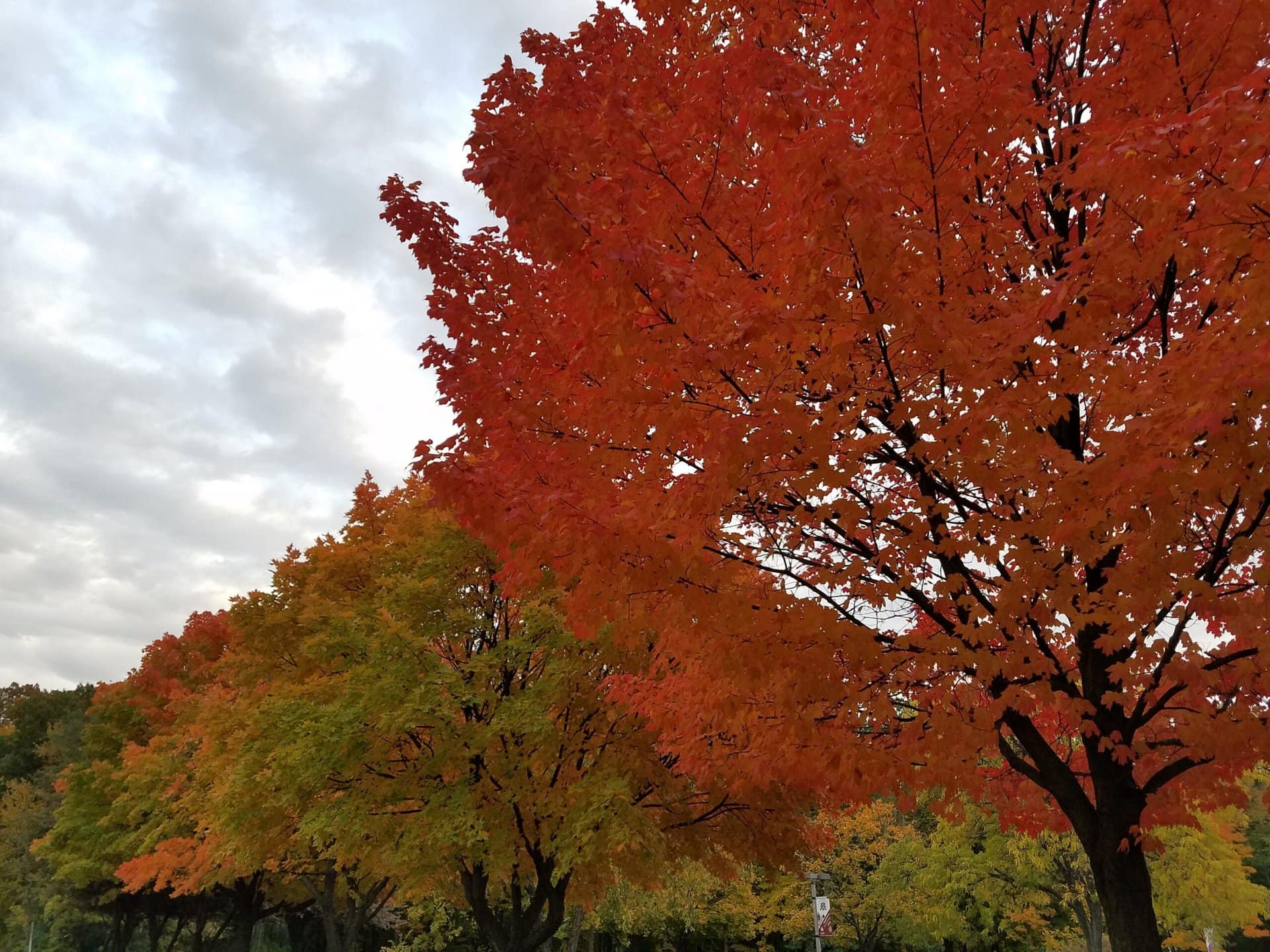Rows of trees display autumn colors, with leaves ranging from green to vibrant orange and red. The sky is cloudy, creating a soft, diffused light over the colorful scene.