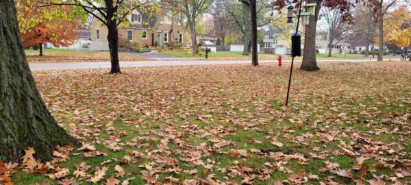 A grassy yard covered with fallen autumn leaves, bordered by trees. Houses and a street with a fire hydrant are visible in the background. A bird feeder hangs from a pole near the trees.