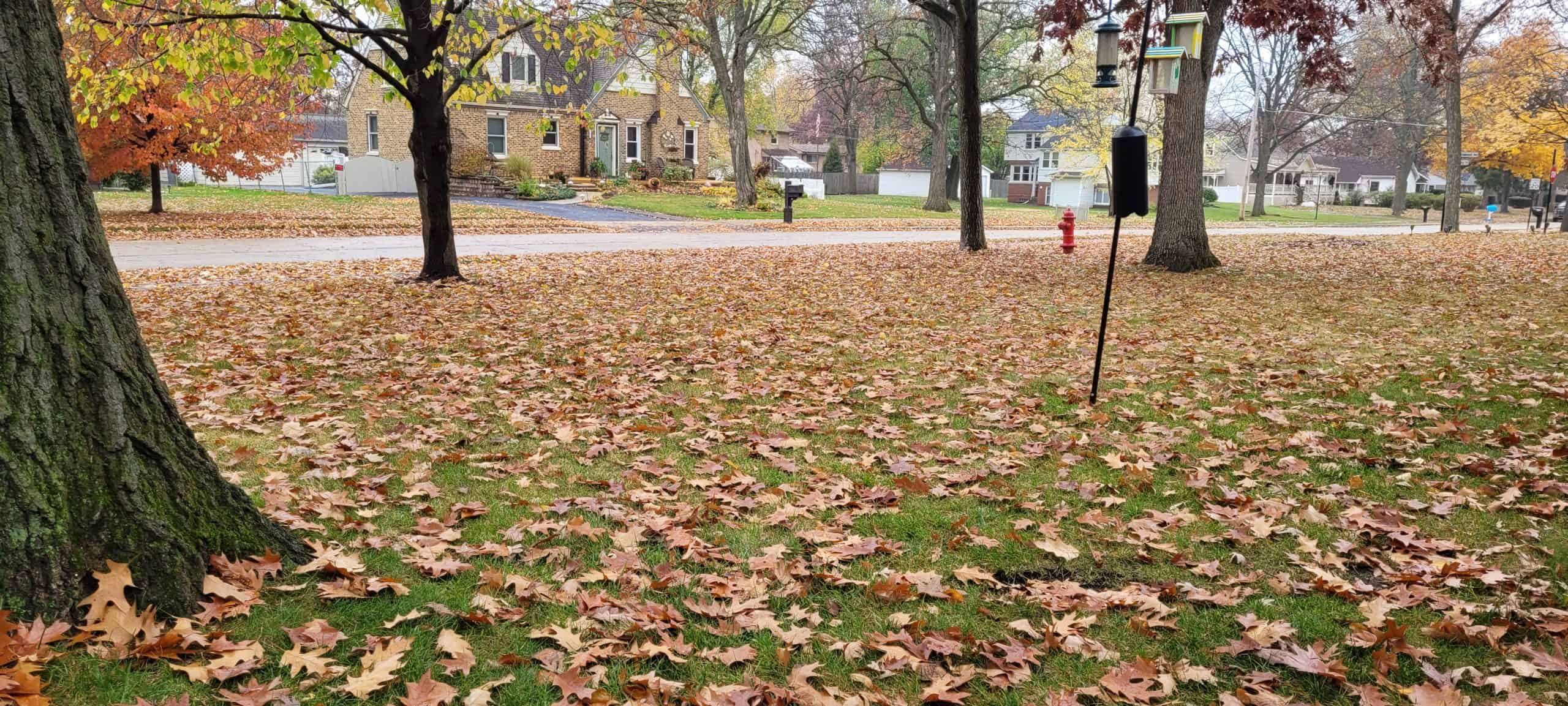 A grassy yard covered with fallen autumn leaves, bordered by trees. Houses and a street with a fire hydrant are visible in the background. A bird feeder hangs from a pole near the trees.