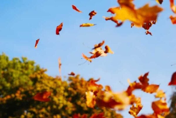 Orange and yellow autumn leaves swirl in the air against a clear blue sky, with green and orange-tinted treetops visible in the background.