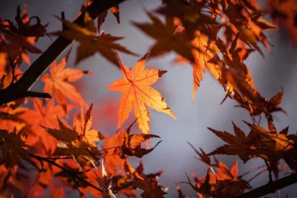 Branches with vibrant orange and red autumn leaves are shown in focus, with some leaves sharply detailed and others blurred against a soft gray background.