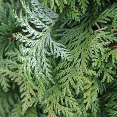Close-up of vibrant green cedar or arborvitae branches with overlapping, scale-like leaves. The foliage appears dense and lush, filling the entire frame with various shades of green.