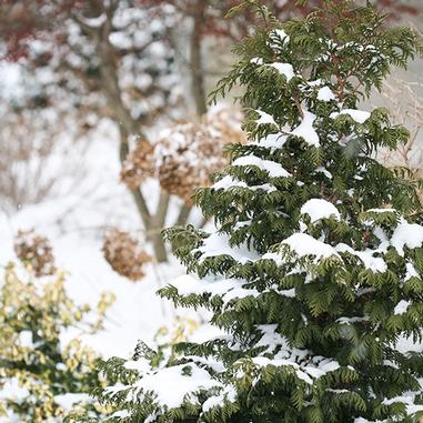 Evergreen tree dusted with snow in a winter garden; blurred background shows dried brown flowers and snowy ground.