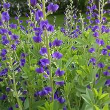 Purple wildflowers with green leaves grow densely in a garden, with more purple flower spikes visible in the background against a blurred green landscape.