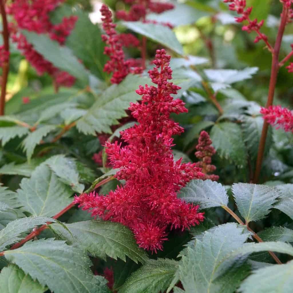 Bright pink-red plume-shaped flower of an astilbe plant stands out among green, serrated leaves in a garden setting.