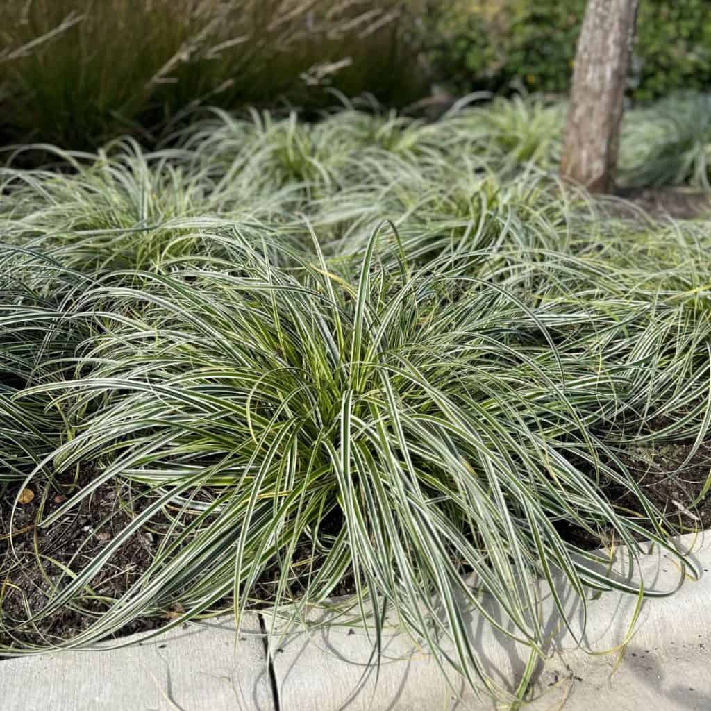 Clumps of green and white variegated ornamental grass grow in a landscaped garden bed next to a concrete path, with a tree trunk visible in the background.