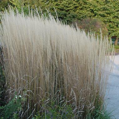 Tall, dense clump of ornamental grass with feathery, beige plumes growing by a sidewalk, surrounded by greenery and trees in the background.