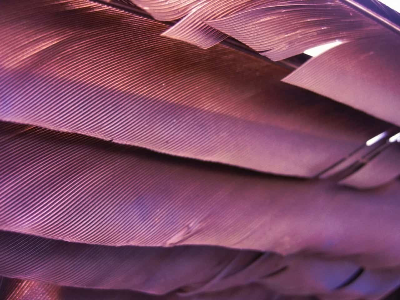 Close-up of overlapping brown and purple feather barbs, showing fine texture and lines with light reflecting off the surfaces.