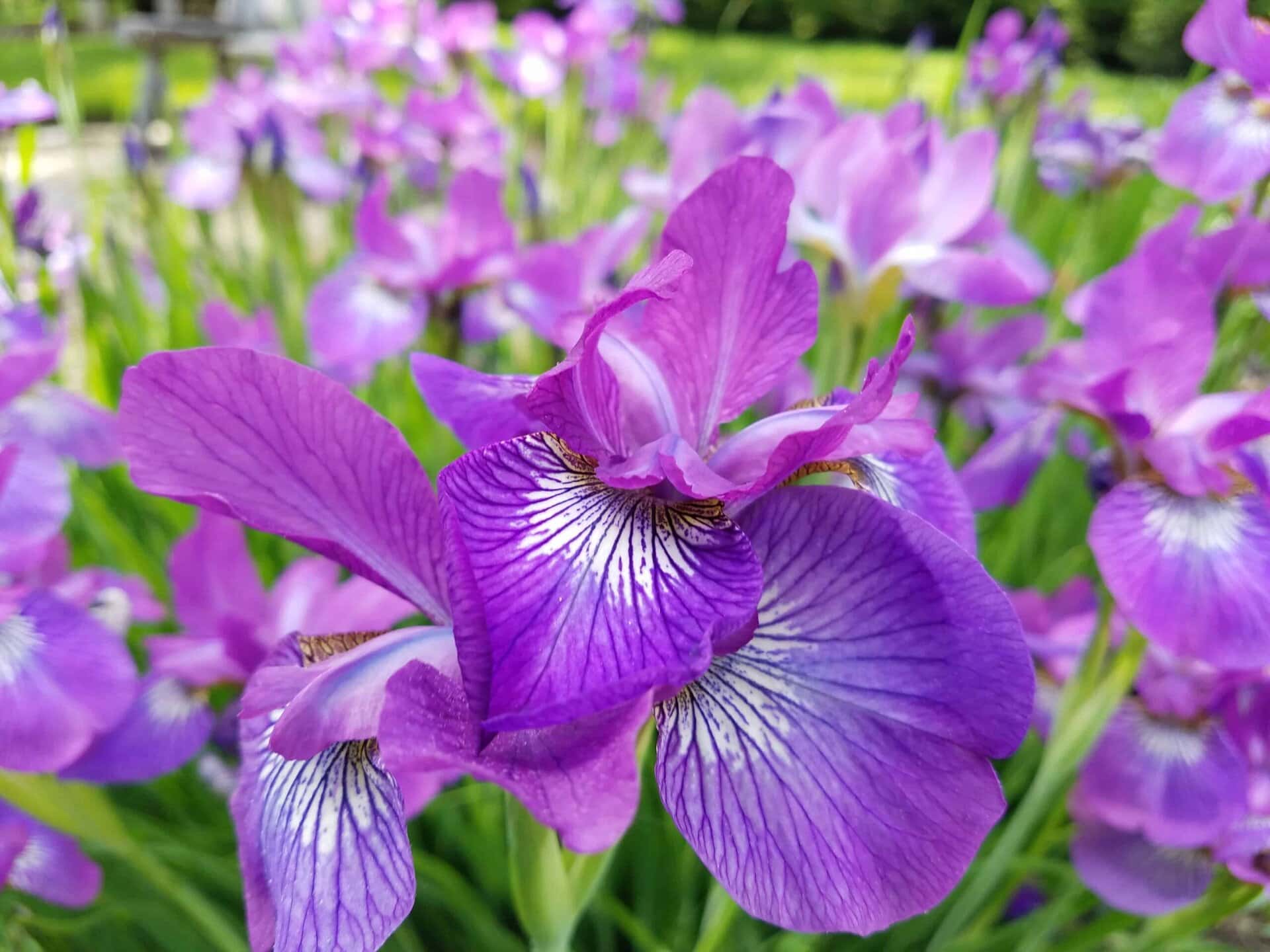 Close-up of vibrant purple iris flowers with delicate petals and intricate white and violet patterns, surrounded by green leaves and more blurred irises in the background on a sunny day.