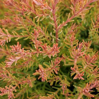 Close-up of delicate, feathery plant foliage with pinkish tips and green stems, showing intricate branching patterns and a soft, natural texture.