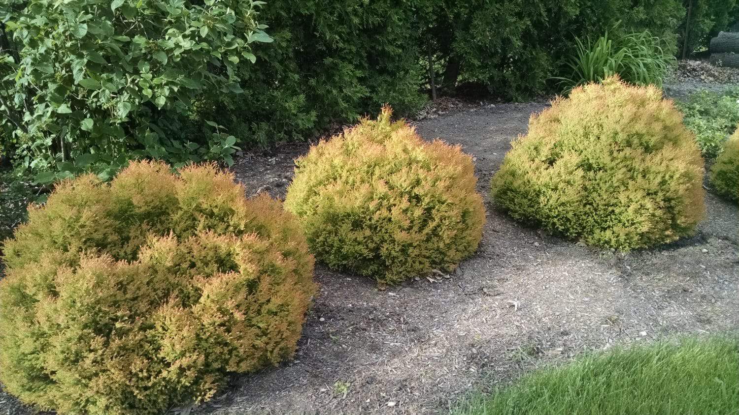 Three round, bushy shrubs with yellowing and brown tips are planted in a row along a mulched garden bed, surrounded by green shrubbery and grass.