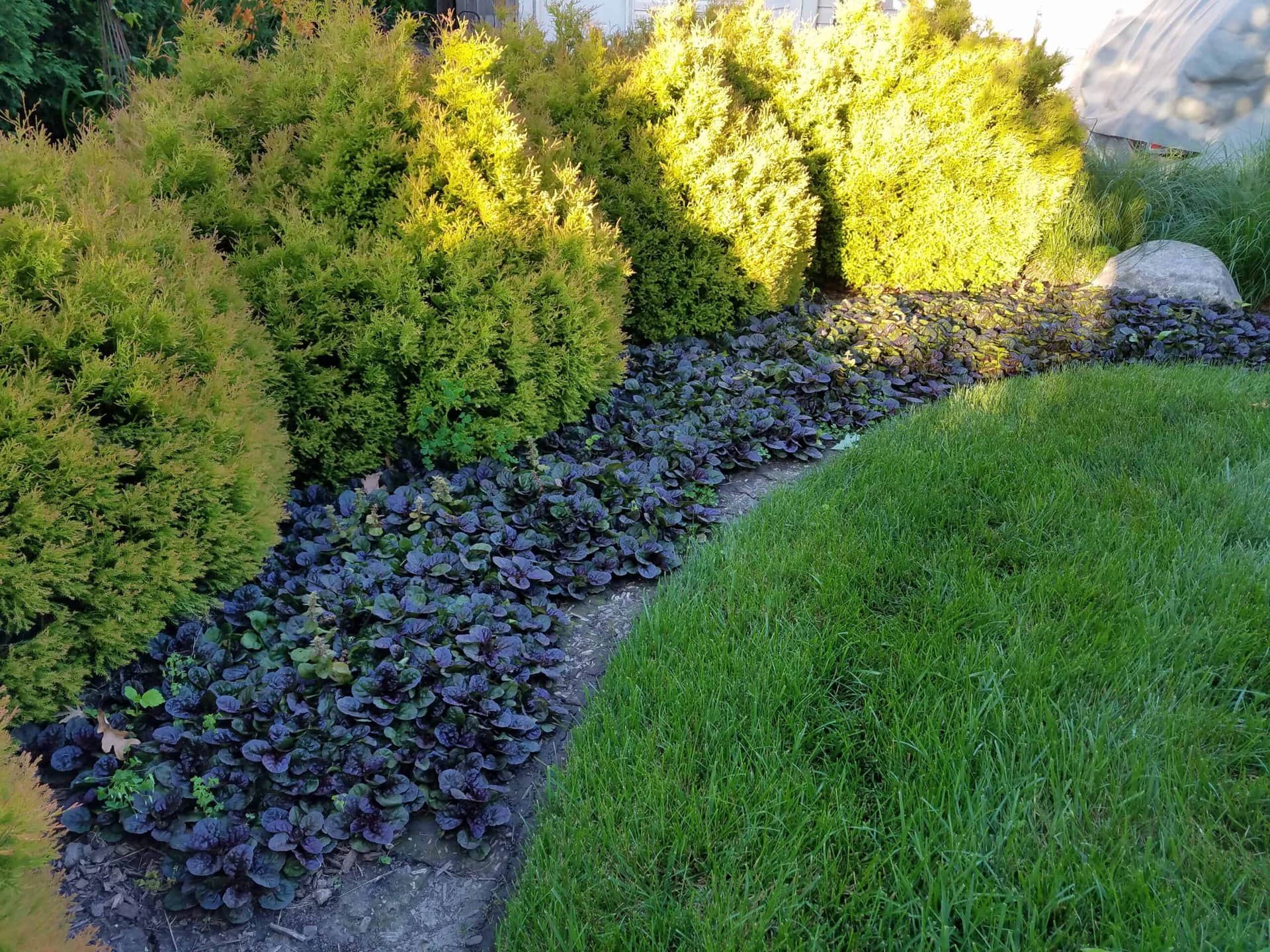 Curved garden bed with green shrubs in sunlight, purple-leaved ground cover plants, and neatly trimmed grass. A large rock is visible near the shrubs.