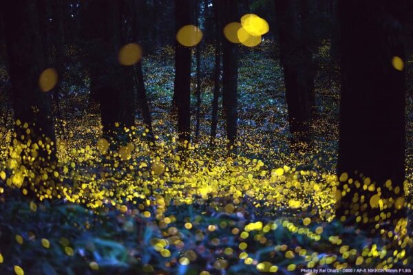 Glowing yellow fireflies light up a dark forest, creating a magical, sparkling effect among trees and foliage.