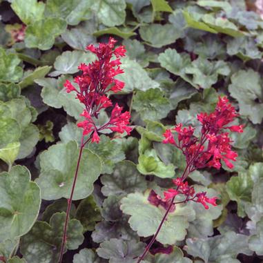 Two tall stems with clusters of small bright red flowers stand out against a background of rounded green leaves.