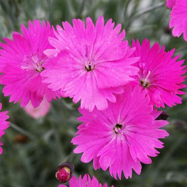 Bright pink dianthus flowers with serrated petals in full bloom, surrounded by green foliage in the background.