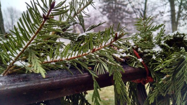 Close-up of evergreen branches, lightly dusted with snow, draped over a dark metal railing outdoors on a misty winter day.