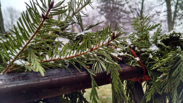 A close-up of snow-dusted evergreen branches tied to a metal fence, with a blurred wintery background of trees and grass.