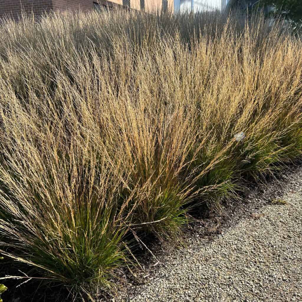 Tall, golden-brown ornamental grasses grow densely beside a gravel path, with a building partially visible in the background. Sunlight highlights the tops of the grasses.