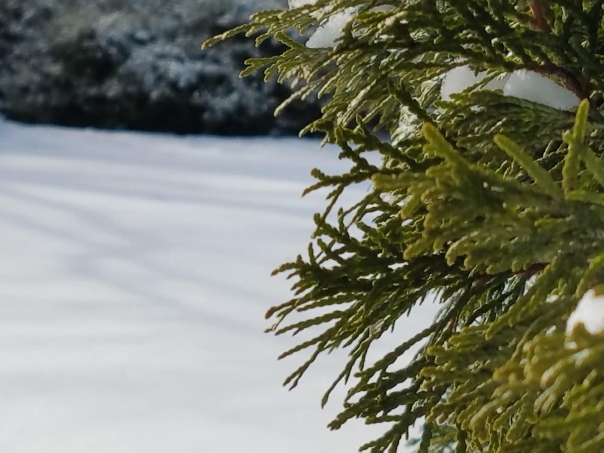 Close-up of evergreen tree branches dusted with snow, with a blurred snowy ground and trees in the background.