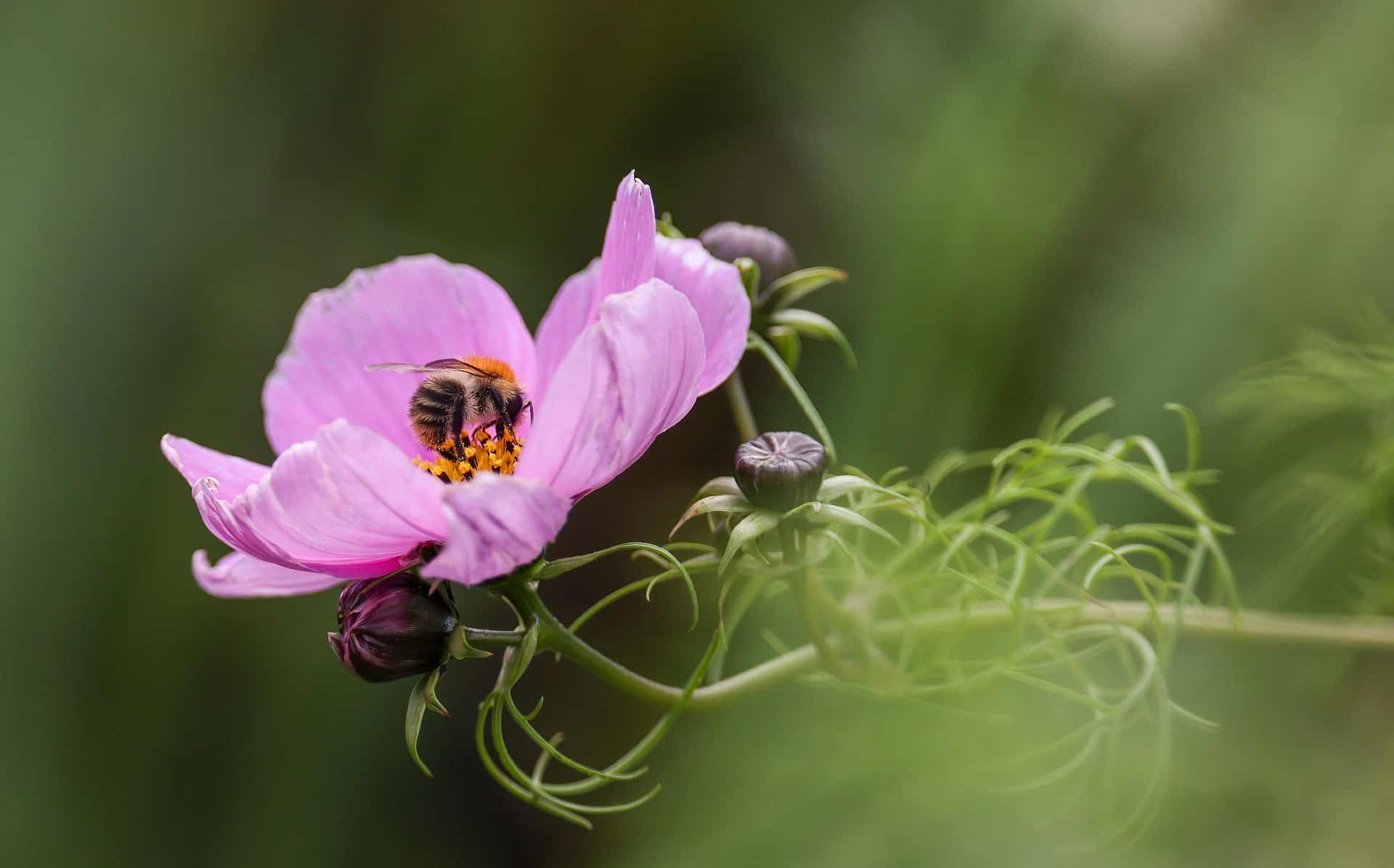 A bee collects nectar from a blooming pink flower, surrounded by green foliage and flower buds, with a soft, blurred background.