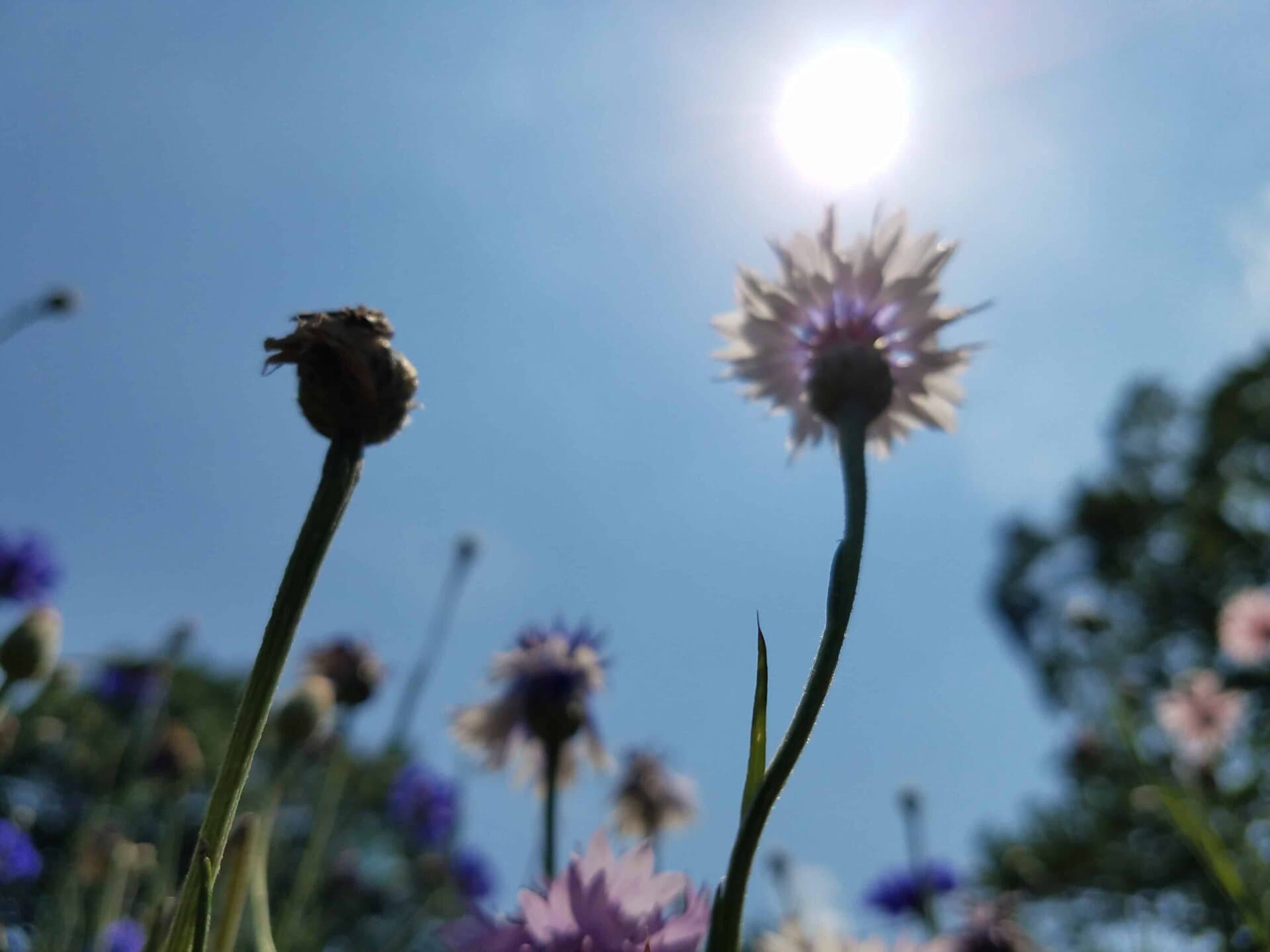 Wildflowers in focus with the sun shining brightly above them in a clear blue sky, some flowers blurred in the background, and green foliage visible on the side.