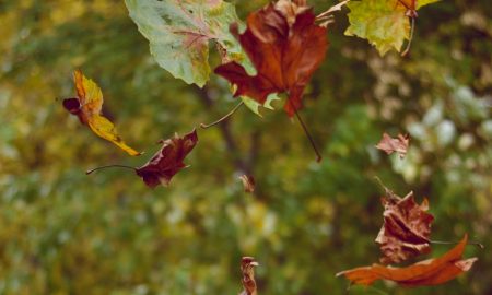 Several autumn leaves in shades of red, orange, and brown are falling through the air, with a blurred green background of trees.