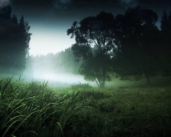 A misty forest clearing at dusk with tall grass in the foreground, trees in shadow, and a faint light illuminating the foggy background.