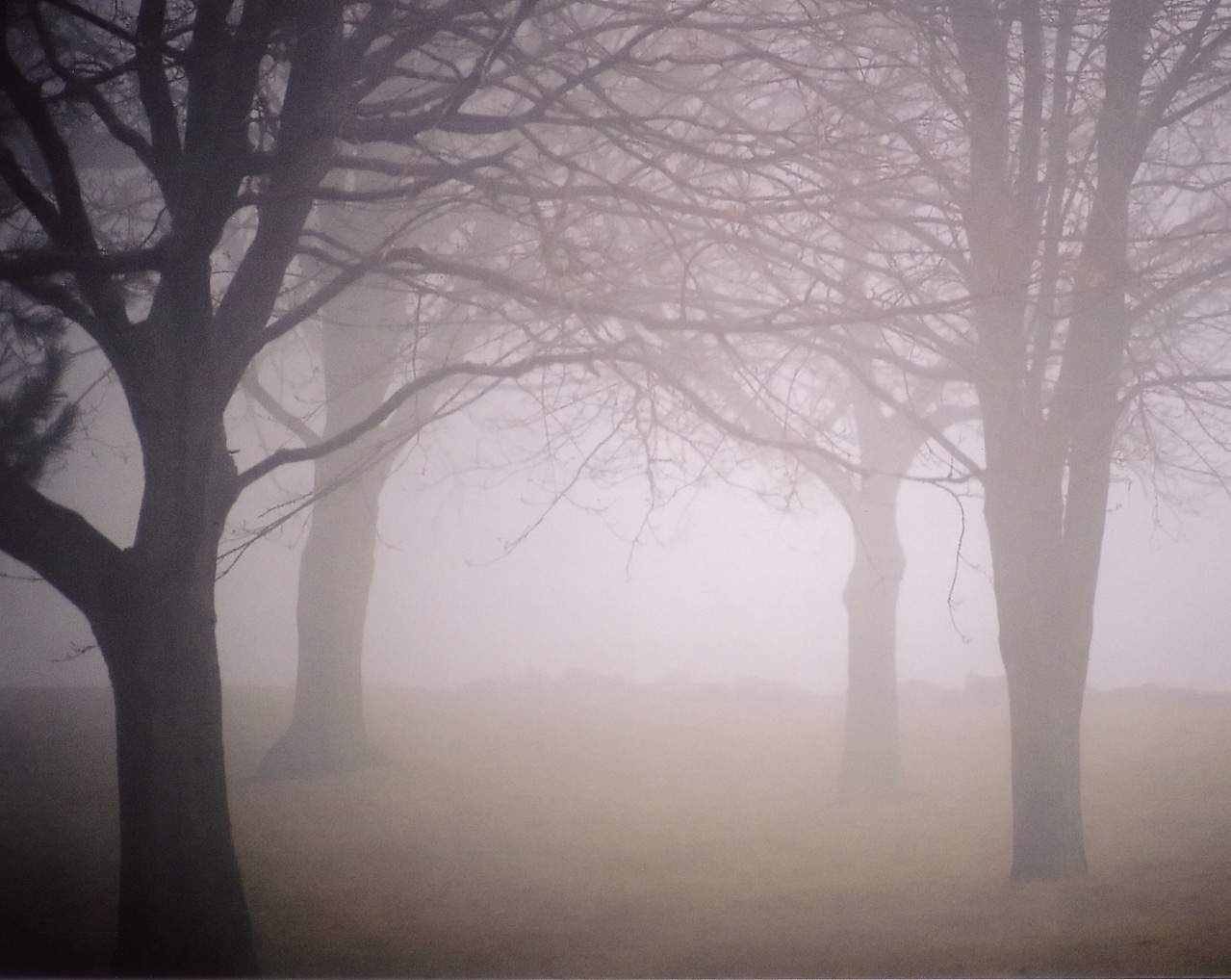 Bare trees stand in a foggy landscape, their branches reaching out against a muted background. The thick fog blurs the distance, creating a quiet, mysterious, and tranquil scene.