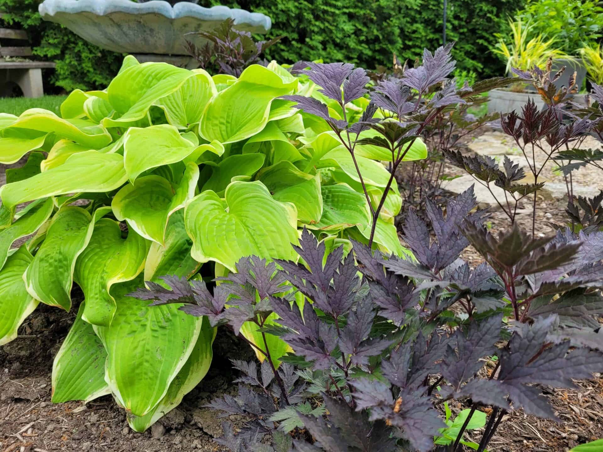 Bright green hosta leaves and dark purple foliage of a bugbane plant growing in a garden bed, with a stone path and greenery blurred in the background.