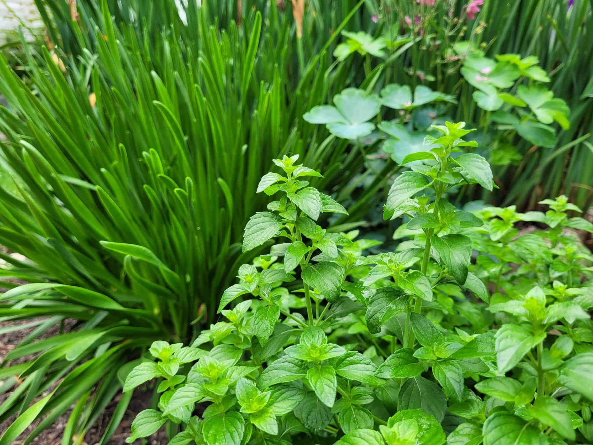 Green mint plants grow in a garden bed with other leafy plants and tall grass-like leaves in the background, creating a lush, vibrant scene.