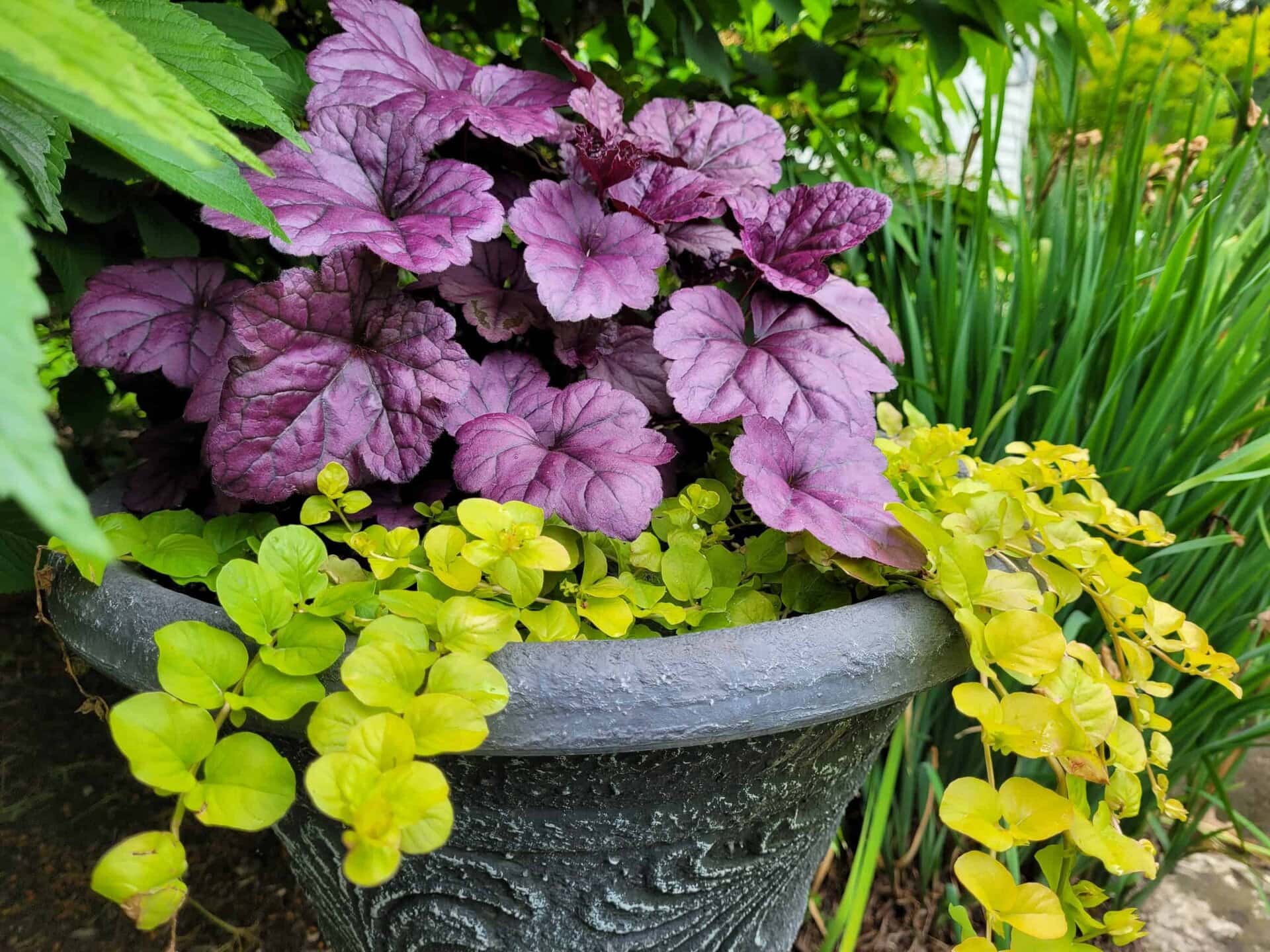A decorative planter holds purple heuchera leaves and trailing yellow-green foliage, surrounded by lush garden greenery.