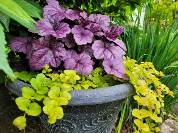 A decorative gray planter holds purple and green leafy plants, surrounded by lush greenery in an outdoor garden setting.