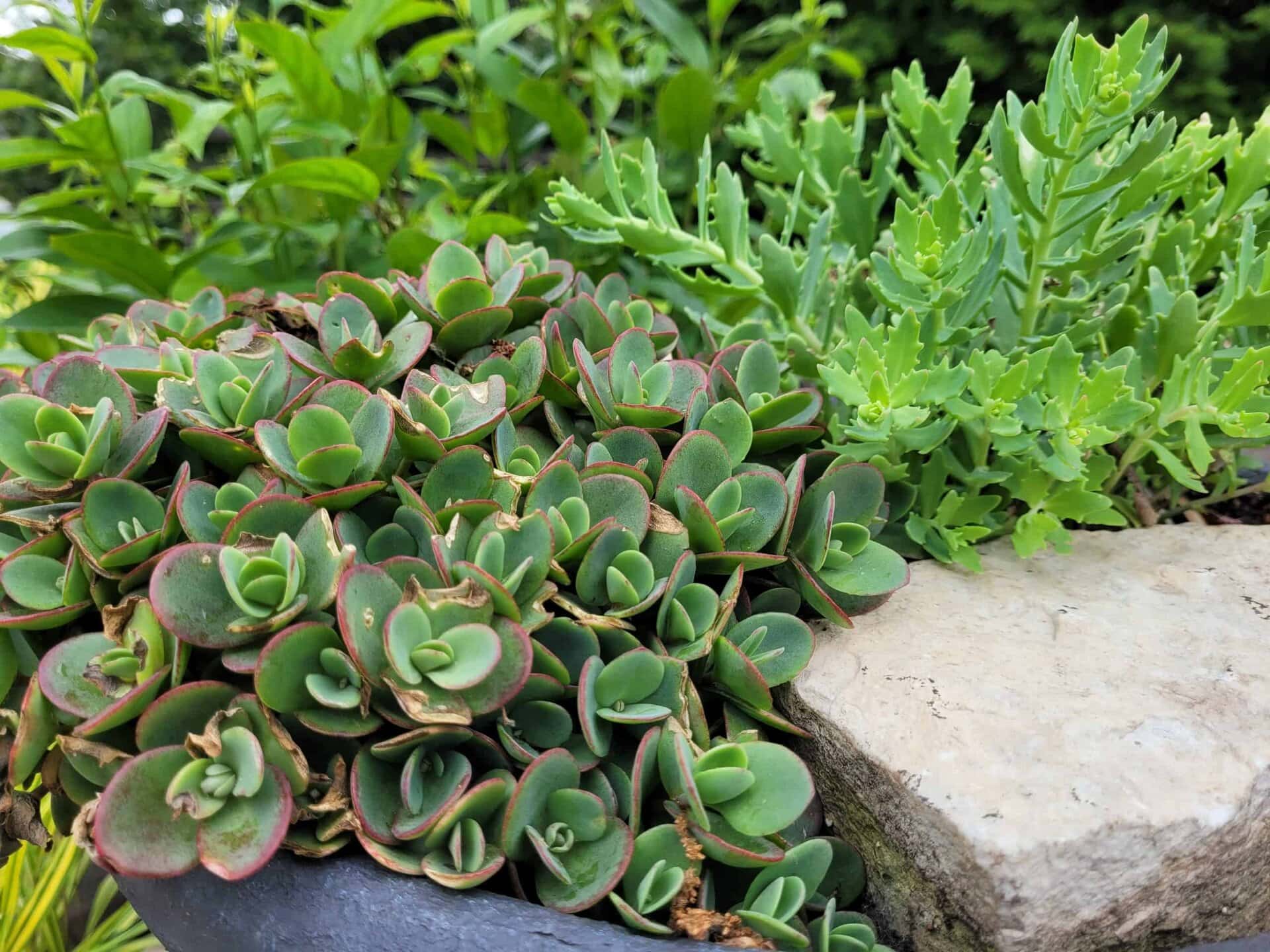 Close-up of two types of green succulents growing next to each other, with one having rounded leaves edged in red and the other having jagged, serrated leaves. Both are set beside a light-colored rock.