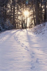 Footprints lead down a snowy path through a forest with tall trees. Sunlight shines through the trees, casting long shadows across the snow.