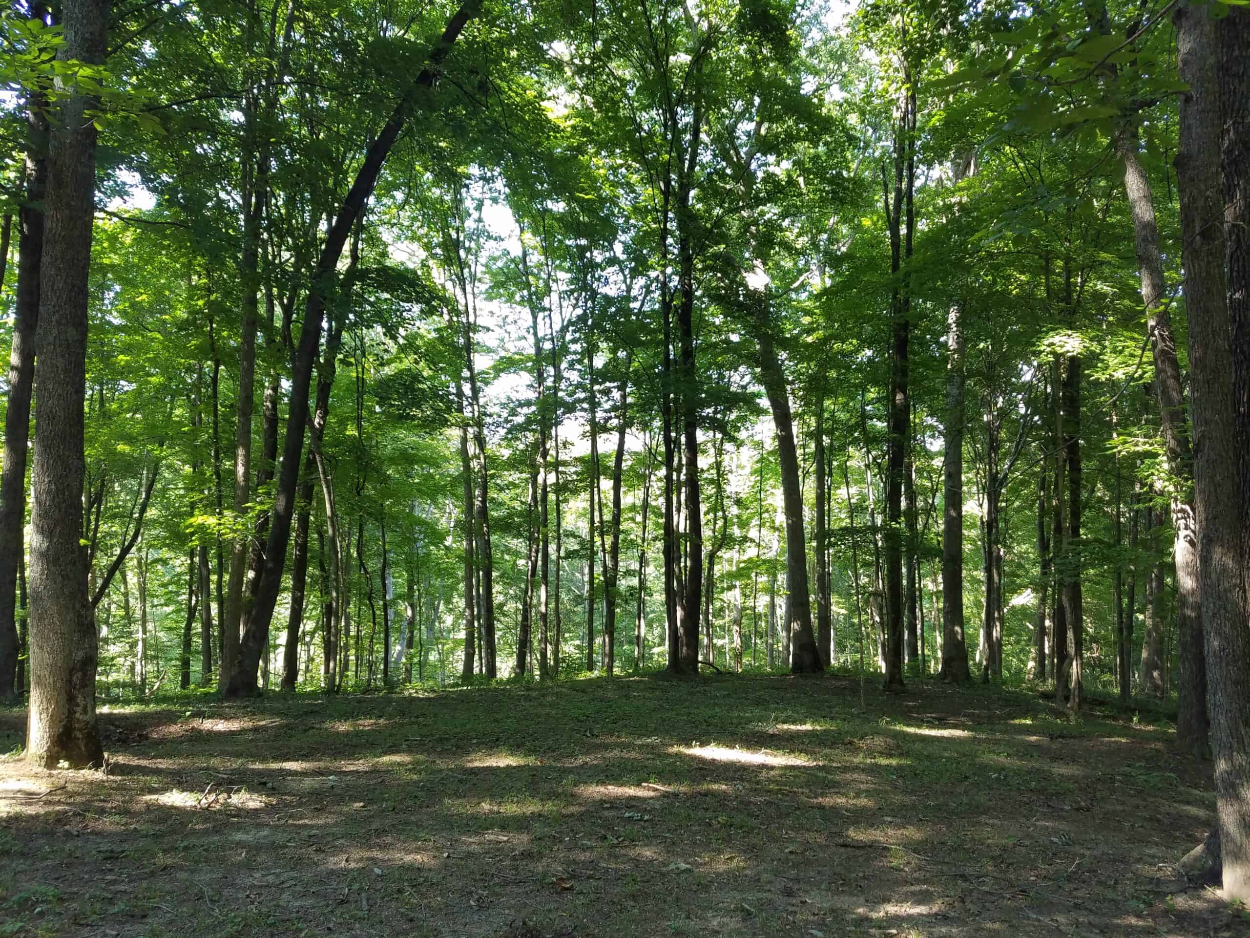 Sunlight filters through tall, green trees in a quiet, open forest. Dappled light creates patches of brightness on the forest floor, and lush foliage fills the background.