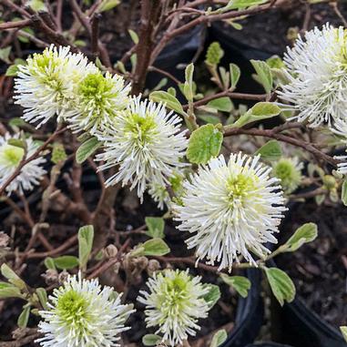 Several bottlebrush-like white flowers with yellow-green centers bloom on a shrub with small, oval leaves and brown stems. The background shows soil and blurred plant pots.