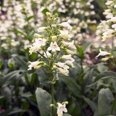 A close-up of a tall stem with clusters of small, white tubular flowers and green leaves, with more similar flowers and greenery blurred in the background.