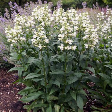 Tall green plant with clusters of small, white flowers growing outdoors in a garden setting, surrounded by soil and other flowering plants in the background.